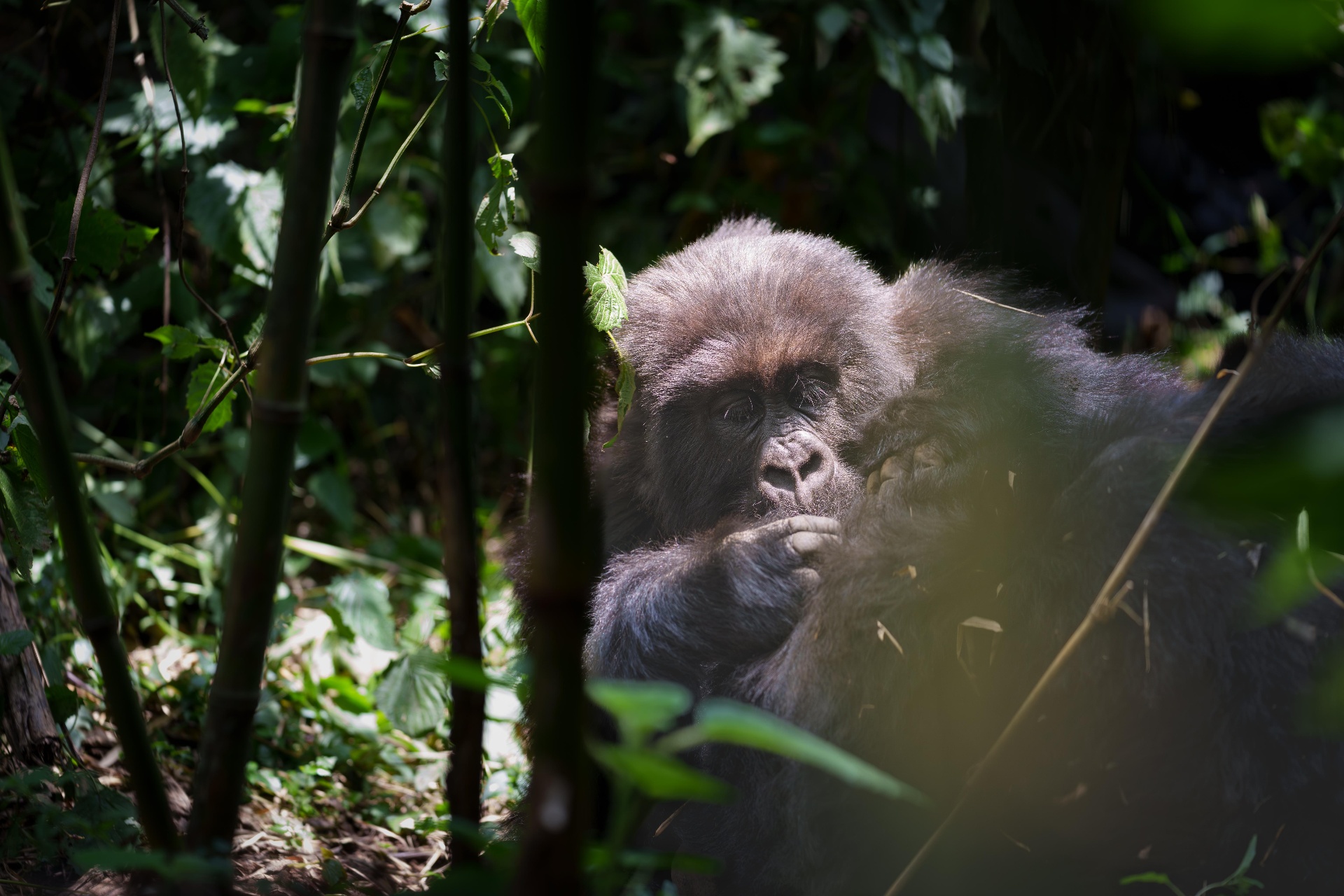 What to Know Before Gorilla Trekking in Rwandas